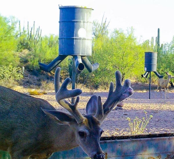 coues deer hunting sonora mexico