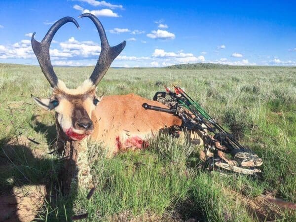 Archery Pronghorn Hunts New Mexico hunts